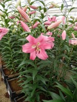 [5161 Pink Palace No02.JPG]